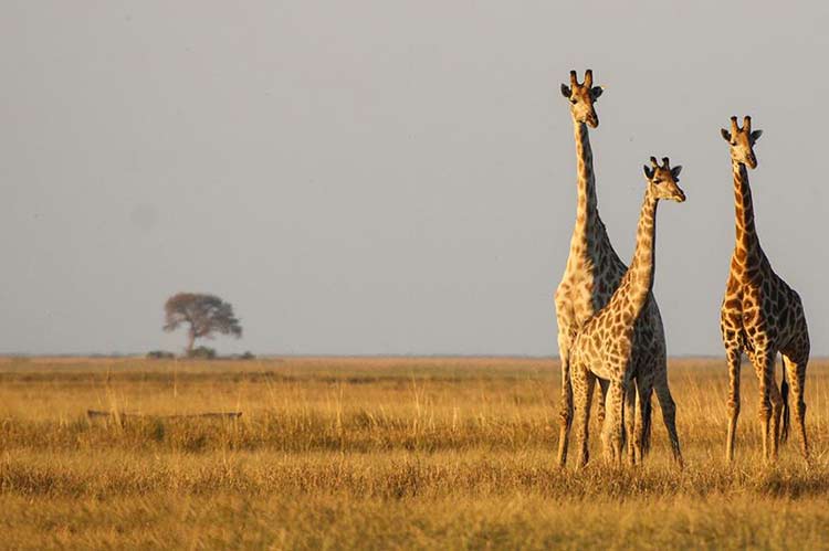 Giraffe on the Chobe floodplains