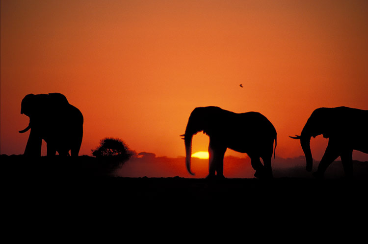 Sunset in Chobe National Park