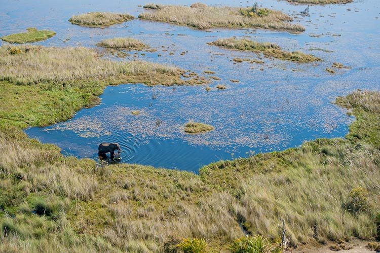 Elephant in the Linyanti swamps