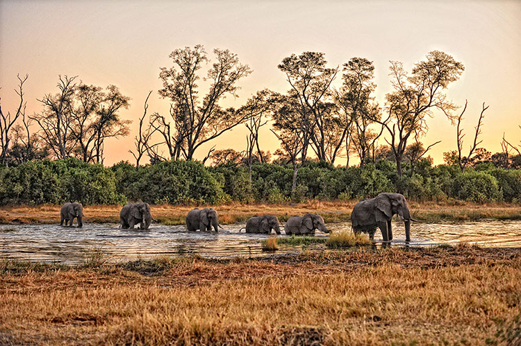 Elephants crossing the Khwai River