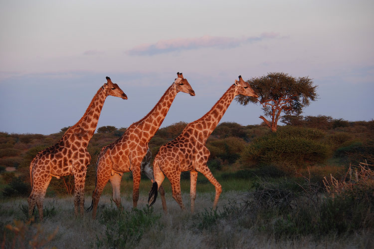 Giraffe in the Kalahari
