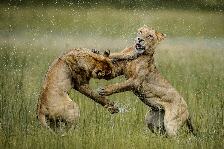 Lions at play