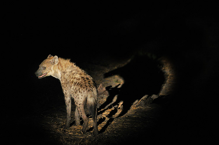 Night drives in private reserves