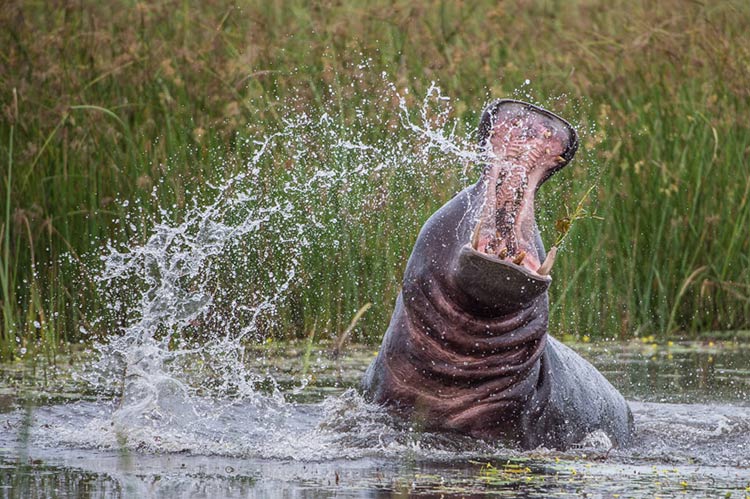 Hippo in the Okavango