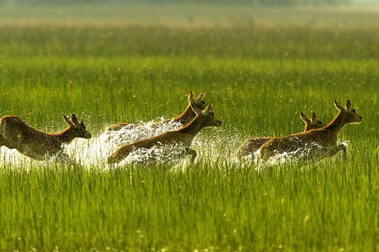 Lechwe in the Okavango