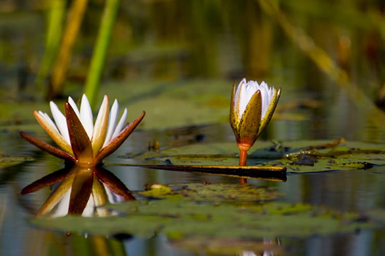 Okavango water lilies