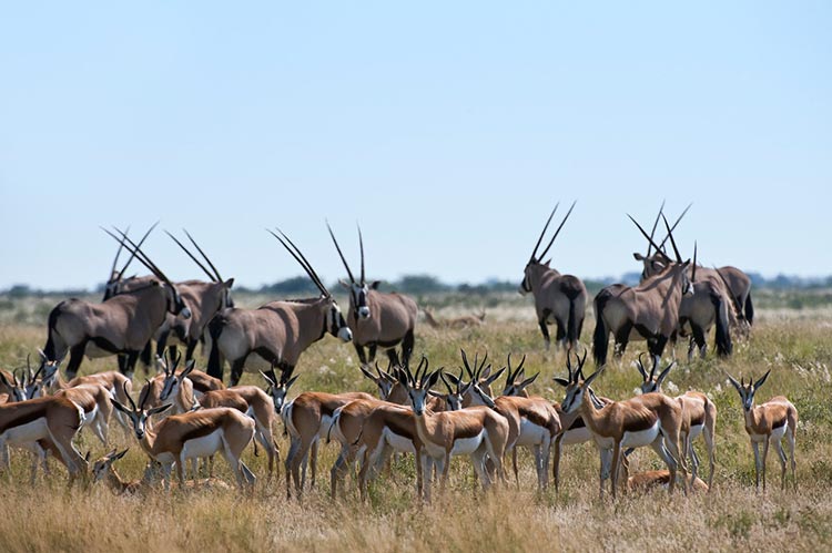 Oryx and springbok abound