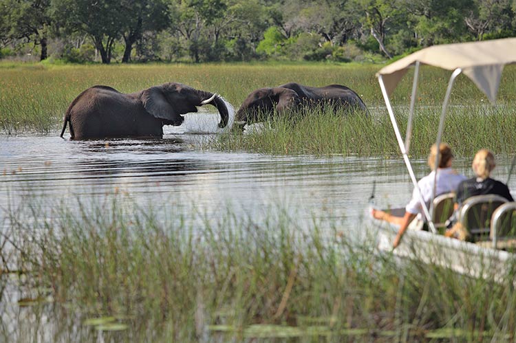 Boat safari with elephants