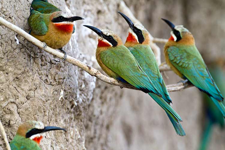 White-fronted bee-eaters
