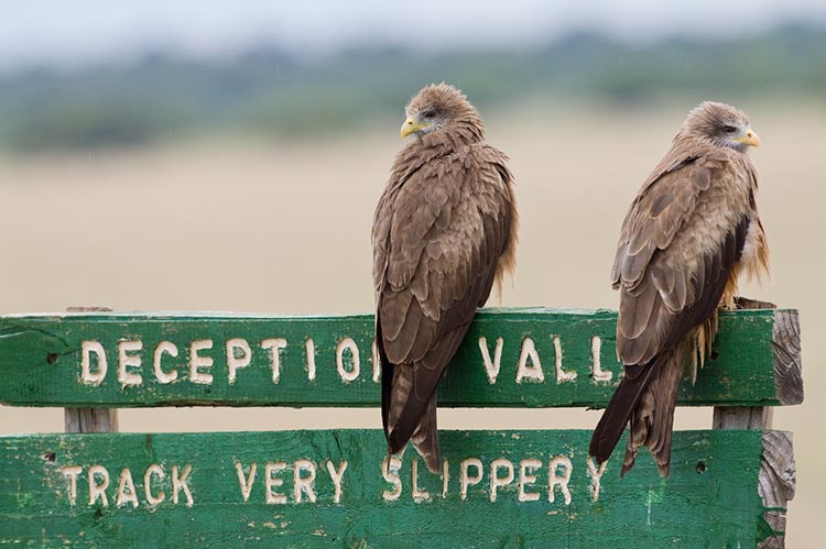 Welcome to Deception Valley