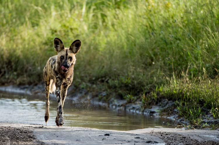 Wild dog on the move