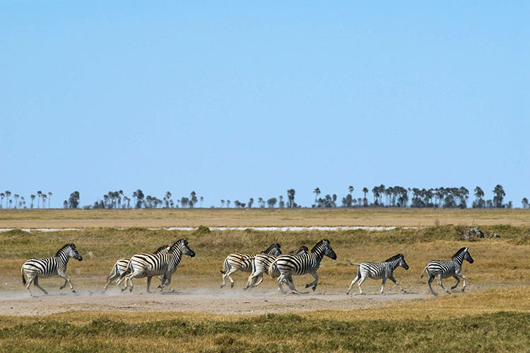 Zebra near the salt pans