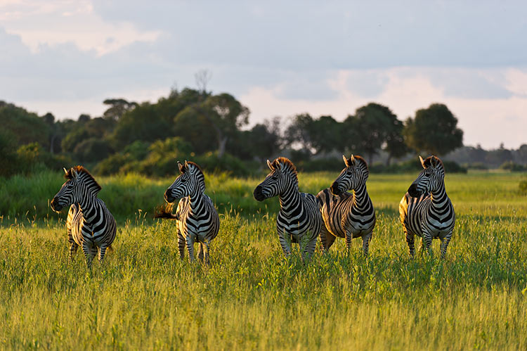 Zebras on the plains