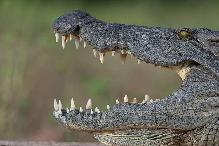 Crocodile encounters